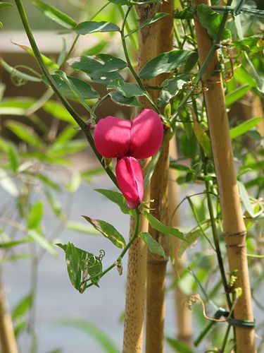 Lathyrus splendens